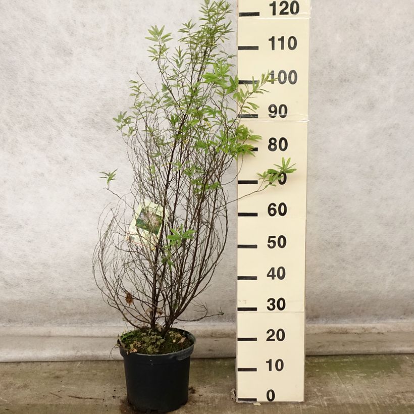 Esemplare di Calliandra surinamensis Dixie Pink Vaso da 7,5L/10L come consegnato in autunno