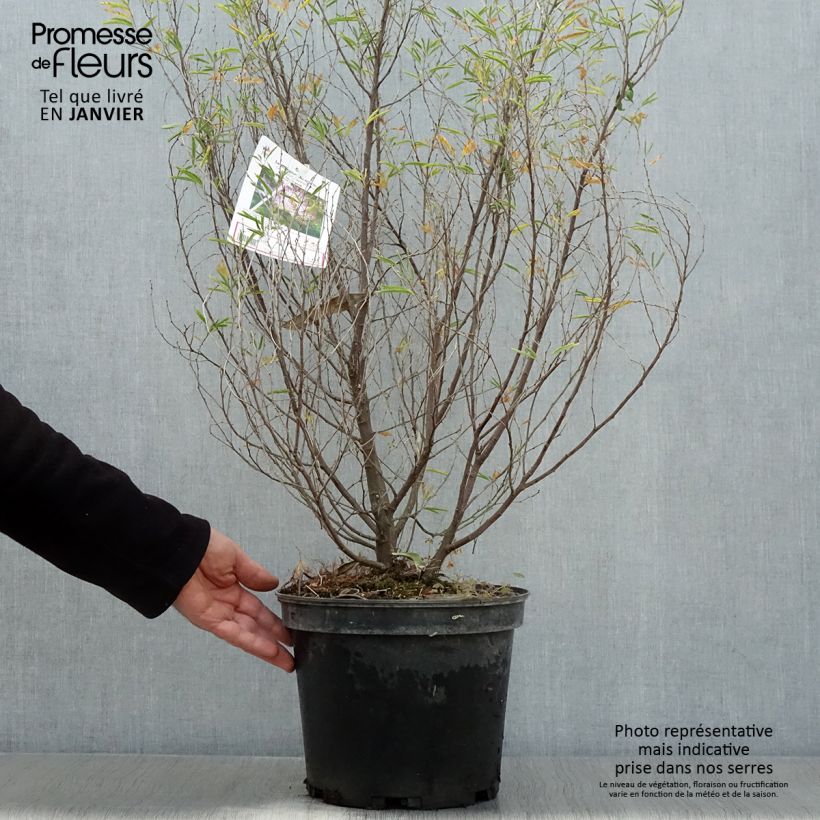 Calliandra surinamensis Dixie Pink Vaso da 7,5L/10L esemplare consegnato in inverno