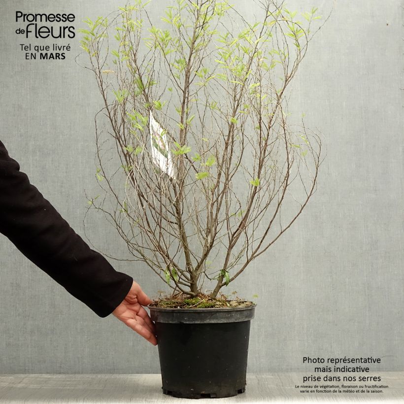 Calliandra surinamensis Dixie Pink Vaso da 7,5L/10L esemplare consegnato in primavera