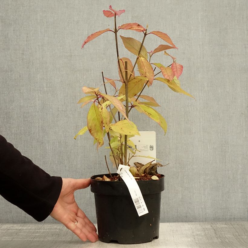 Esemplare di Callicarpa bodinieri Imperial Pearl Vaso da 3L/4L come consegnato in autunno