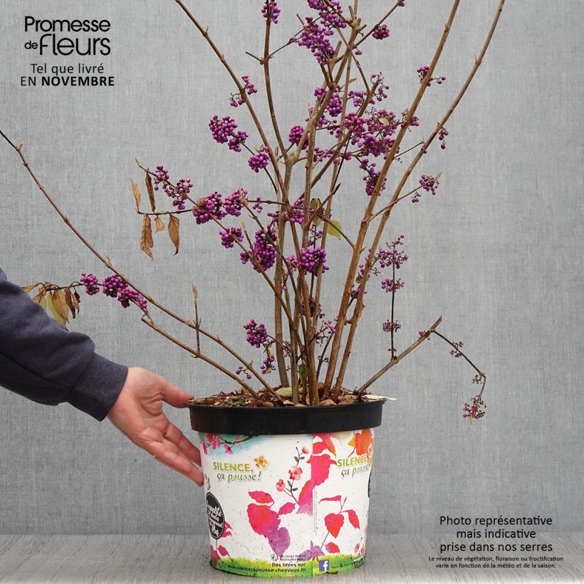 Esemplare di Callicarpa bodinieri Imperial Pearl Vaso da 7,5L/10L come consegnato in autunno
