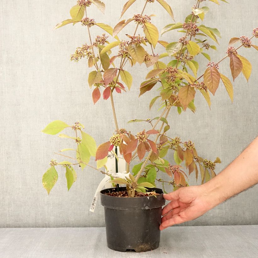 Esemplare di Callicarpa bodinieri Imperial Pearl Vaso da 3L/4L consegnato in estate