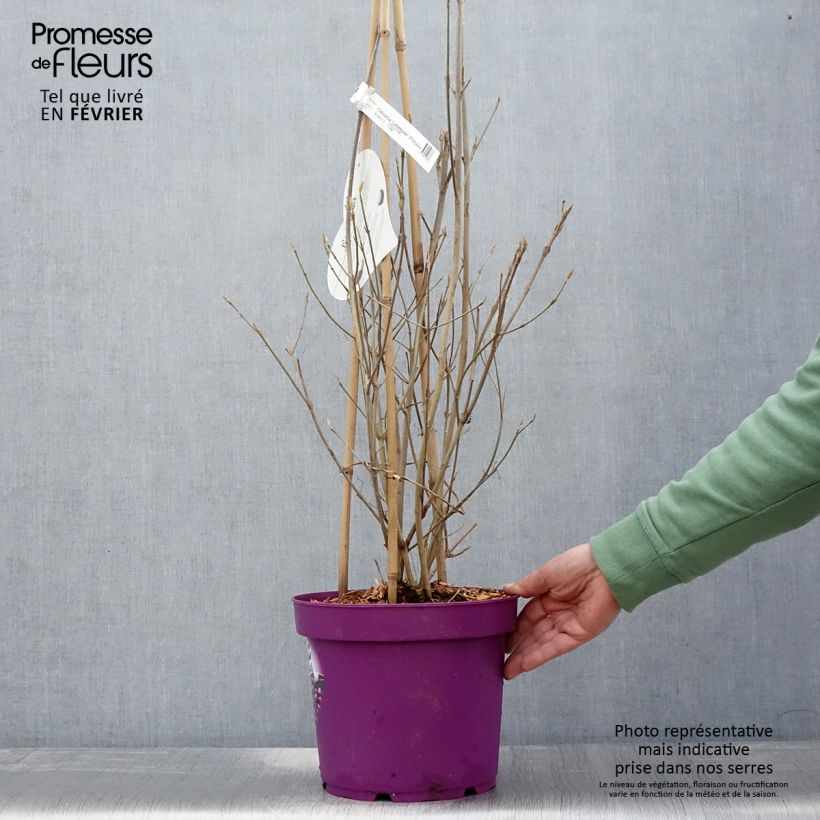 Callicarpa bodinieri Liebespaar Vaso da 7,5L/10L esemplare consegnato in inverno