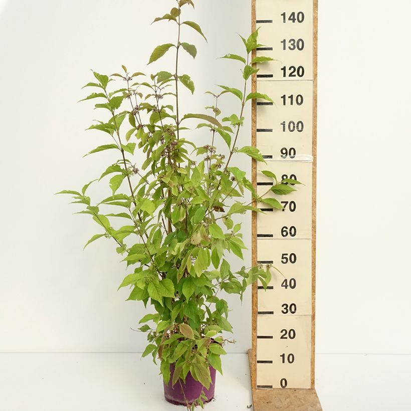 Esemplare di Callicarpa bodinieri Liebespaar Vaso da 7,5L/10L consegnato in estate