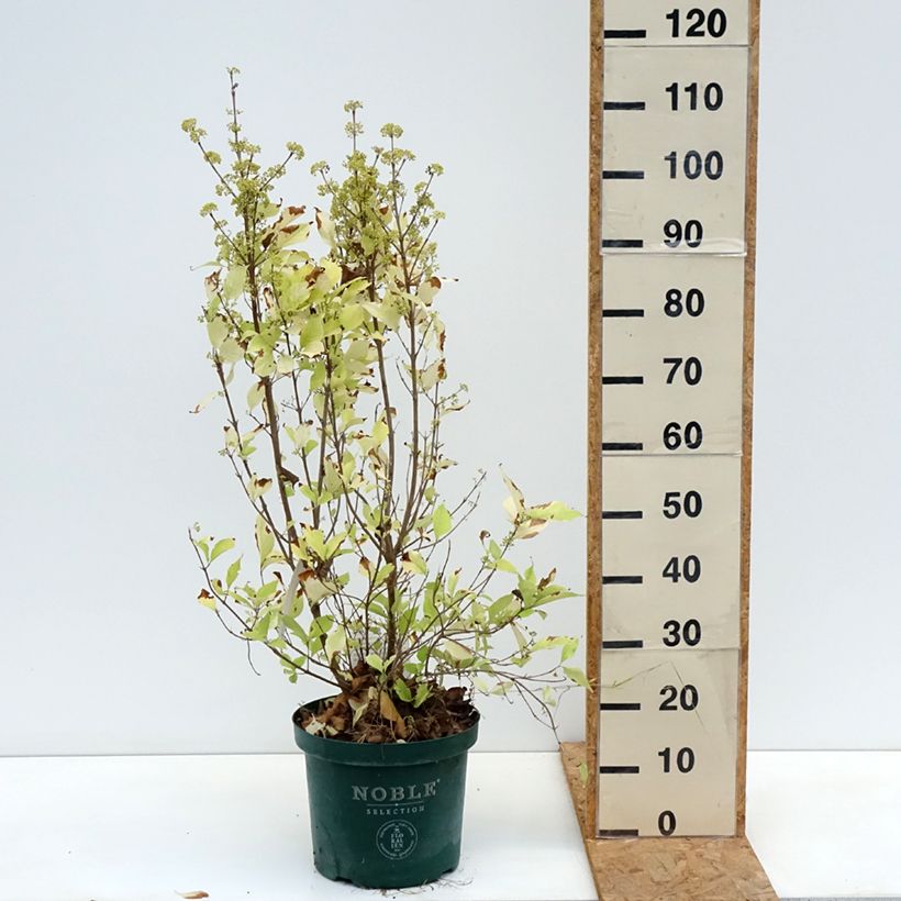 Esemplare di Callicarpa bodinieri Magical Snowqueen Vaso da 7,5L/10L come consegnato in autunno