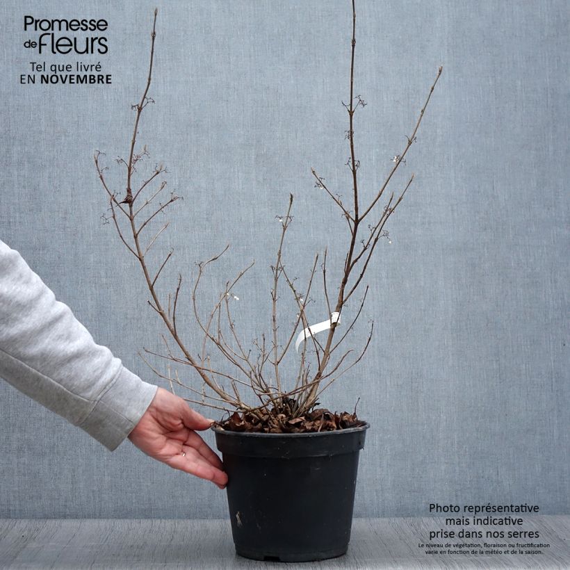 Esemplare di Callicarpa bodinieri Magical Snowstar Vaso da 3L/4L come consegnato in autunno