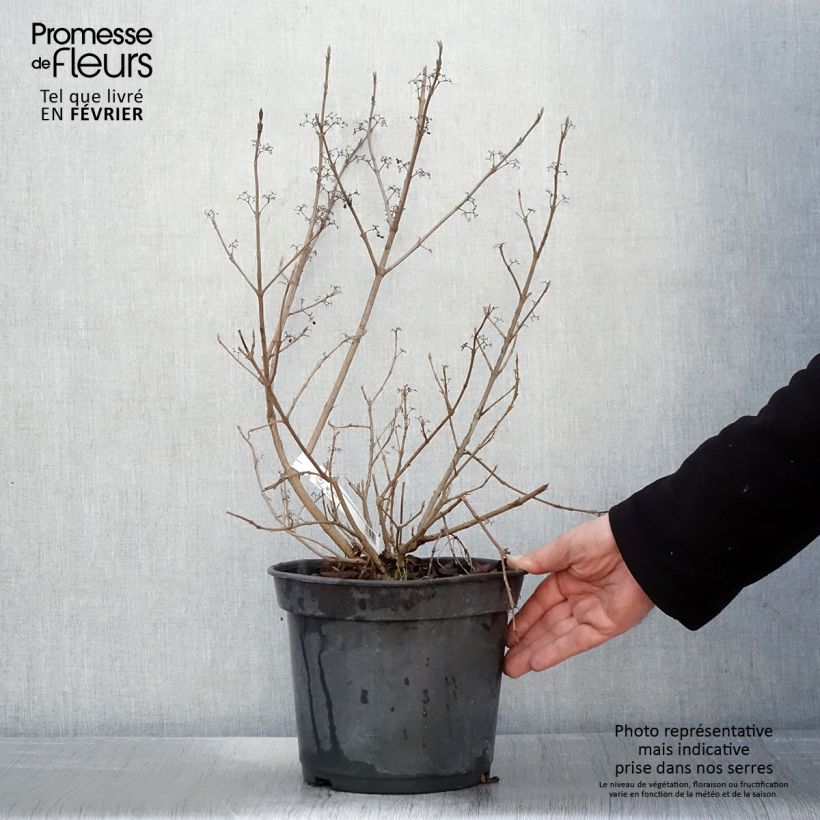 Callicarpa bodinieri Magical Snowstar Vaso da 3L/4L esemplare consegnato in inverno