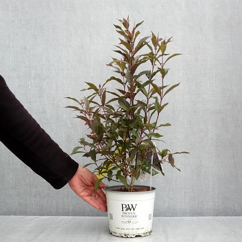 Esemplare di Callicarpa bodinieri Pearl Glam Vaso da 3L/4L come consegnato in autunno