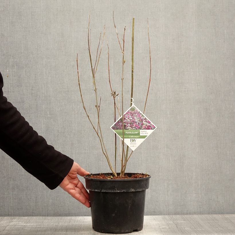 Callicarpa bodinieri Pearl Glam Vaso da 3L/4L esemplare consegnato in primavera