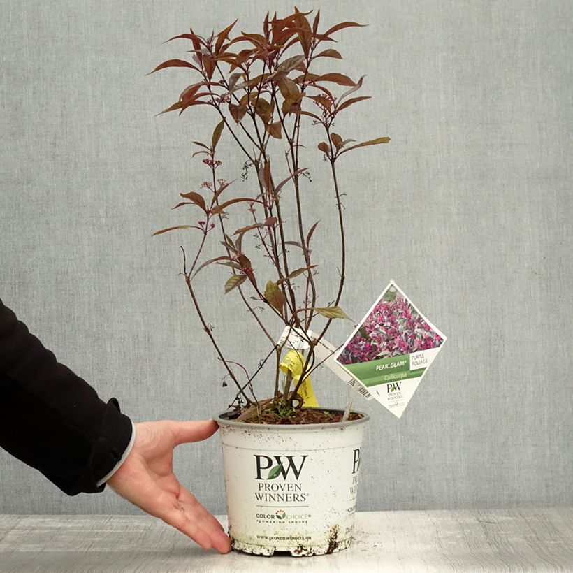 Esemplare di Callicarpa bodinieri Pearl Glam Vaso da 7,5L/10L come consegnato in autunno