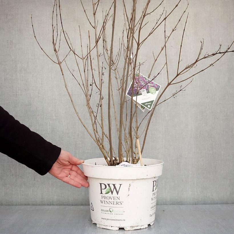 Callicarpa bodinieri Pearl Glam Vaso da 7,5L/10L esemplare consegnato in inverno