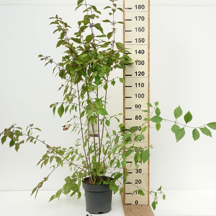 Esemplare di Callicarpa bodinieri var. giraldii Profusion Vaso da 12L/15L consegnato in estate
