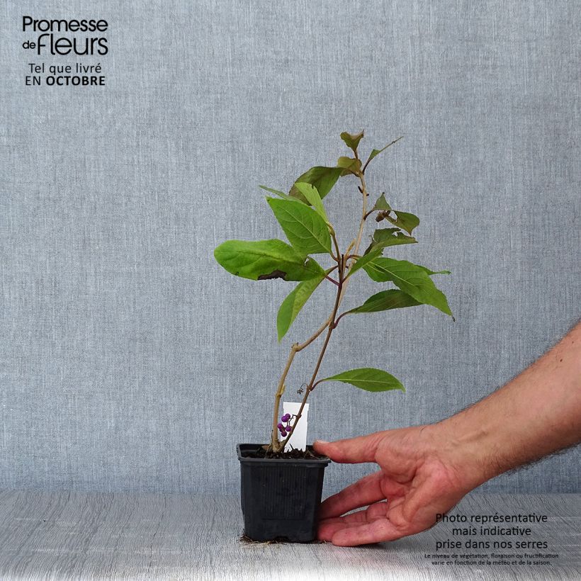 Esemplare di Callicarpa bodinieri var. giraldii Profusion Vasetto da 8/9 cm come consegnato in autunno