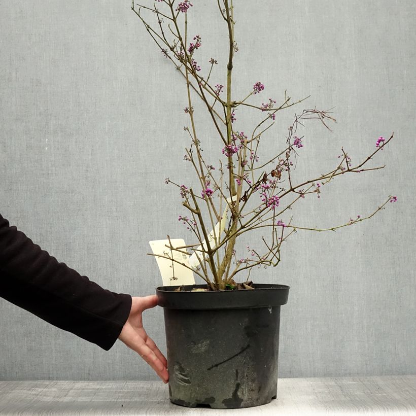 Esemplare di Callicarpa bodinieri var. giraldii Profusion Vaso da 7,5L/10L come consegnato in autunno
