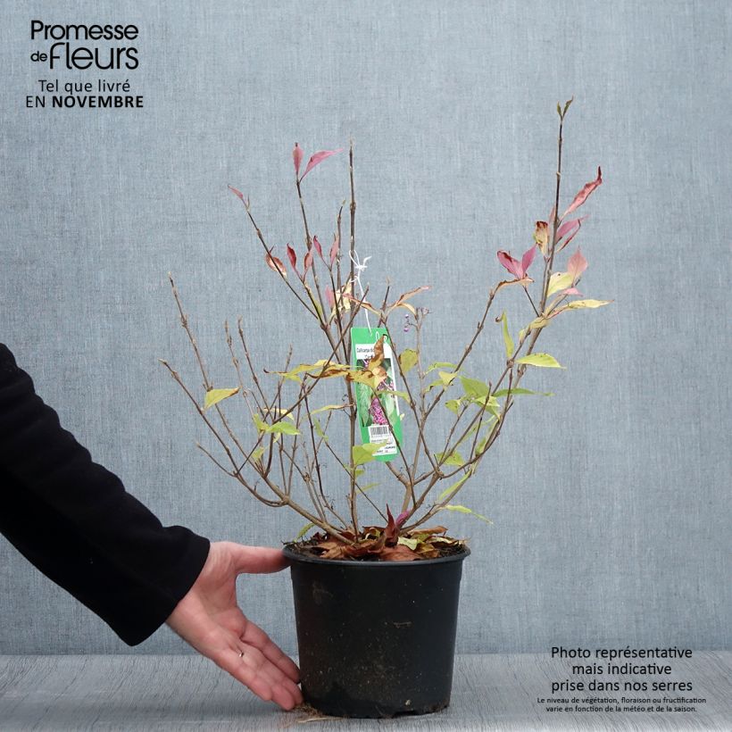 Esemplare di Callicarpa dichotoma Cardinal Vaso da 2L/3L come consegnato in autunno