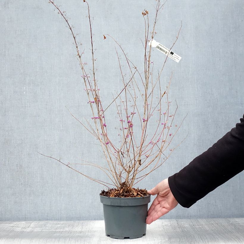 Esemplare di Callicarpa dichotoma Issai Vaso da 3L/4L come consegnato in autunno