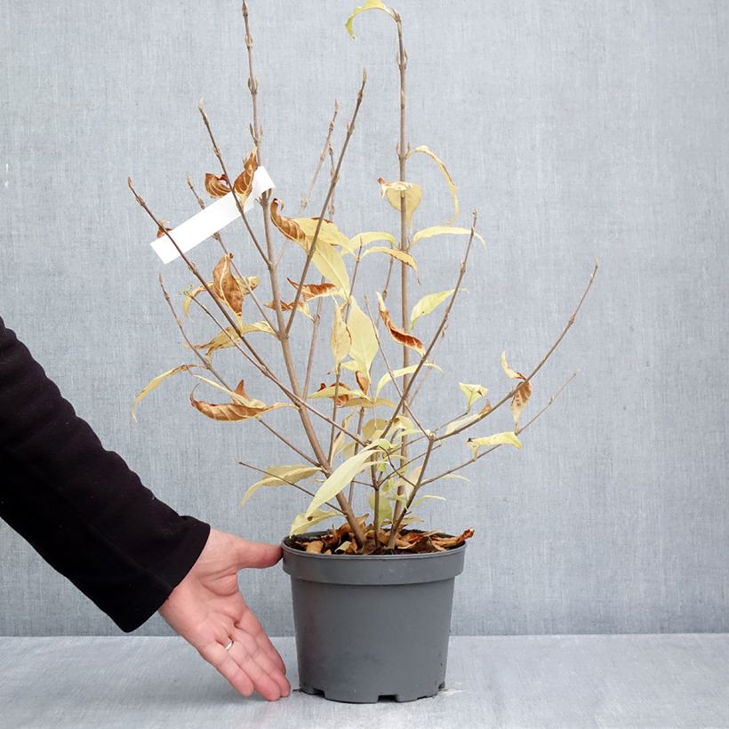 Esemplare di Callicarpa japonica Leucocarpa Vaso da 2L/3L come consegnato in autunno