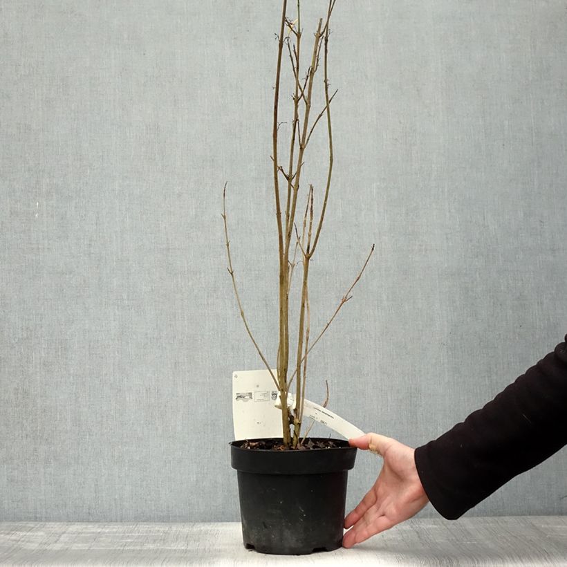 Esemplare di Callicarpa kwangtungensis Vaso da 2L/3L come consegnato in autunno
