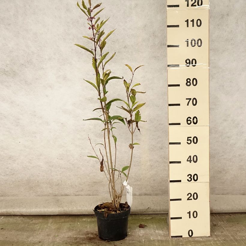 Esemplare di Callicarpa kwangtungensis Vaso da 2L/3L consegnato in estate