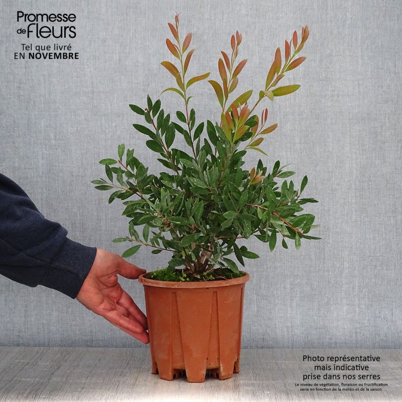 Esemplare di Callistemon citrinus Mauve Mist - Pianta scovolino Vaso da 3L/4L come consegnato in autunno