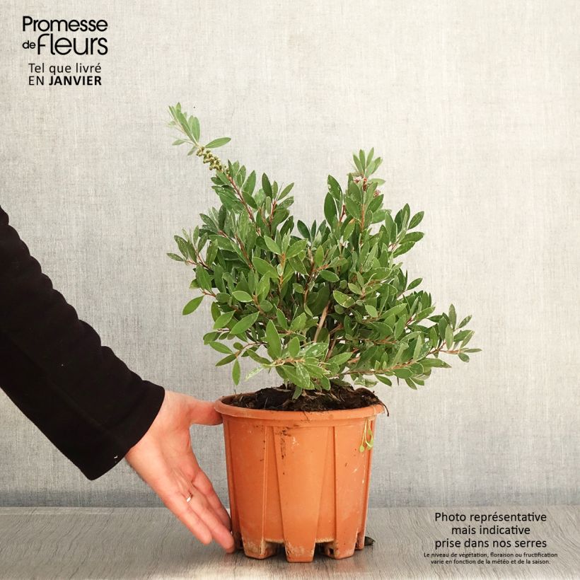 Callistemon citrinus Mauve Mist - Pianta scovolino Vaso da 3L/4L esemplare consegnato in inverno