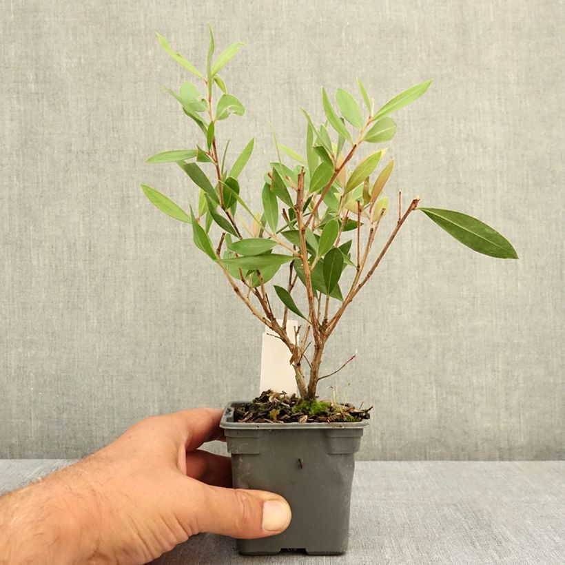 Esemplare di Callistemon citrinus Splendens - Pianta scovolino Vasetto da 8/9 cm consegnato in estate