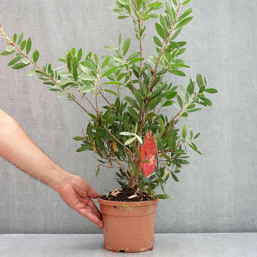 Esemplare di Callistemon citrinus Splendens - Pianta scovolino Vaso da 2L/3L consegnato in estate