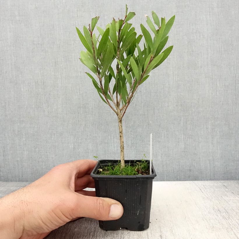 Callistemon viminalis Inferno - Pianta scovolino Vasetto da 8/9 cm esemplare consegnato in primavera