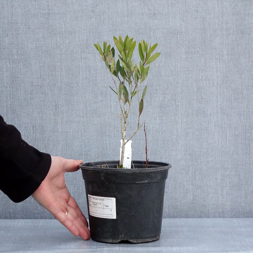 Callistemon viminalis Inferno - Pianta scovolino Vaso da 3L/4L esemplare consegnato in inverno