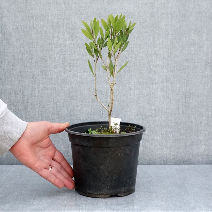 Callistemon viminalis Inferno - Pianta scovolino Vaso da 3L/4L esemplare consegnato in primavera