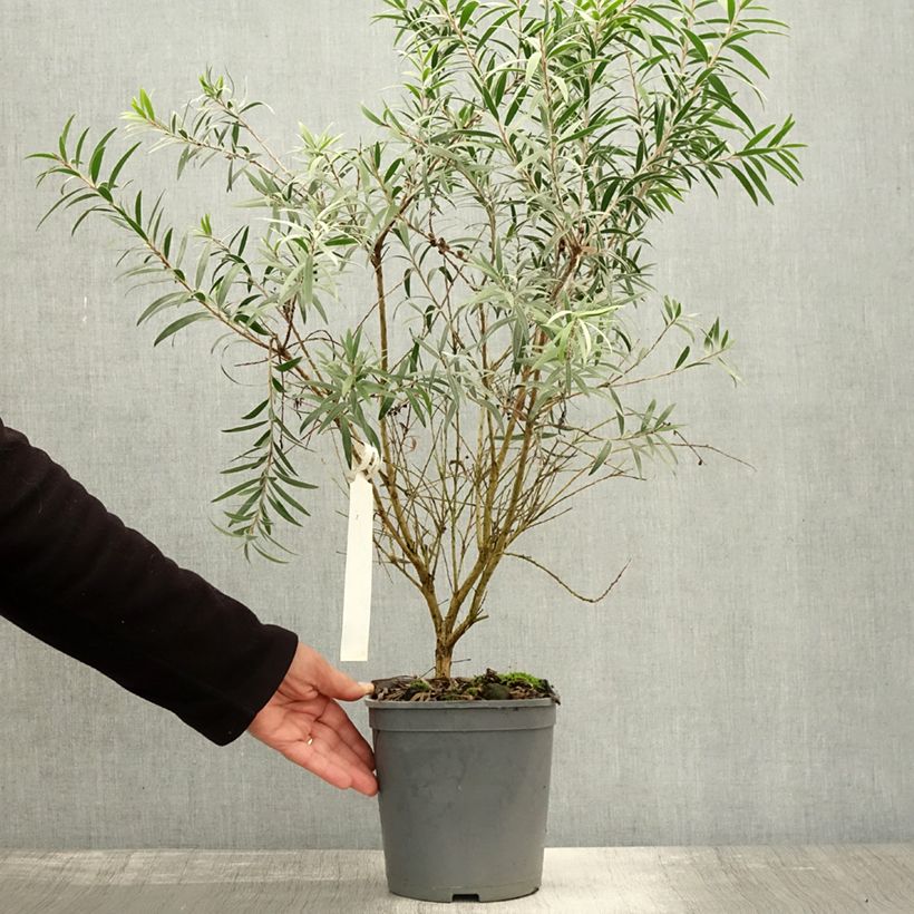 Esemplare di Callistemon masotti Mini Red - Pianta scovolino Vaso da 3L/4L come consegnato in autunno