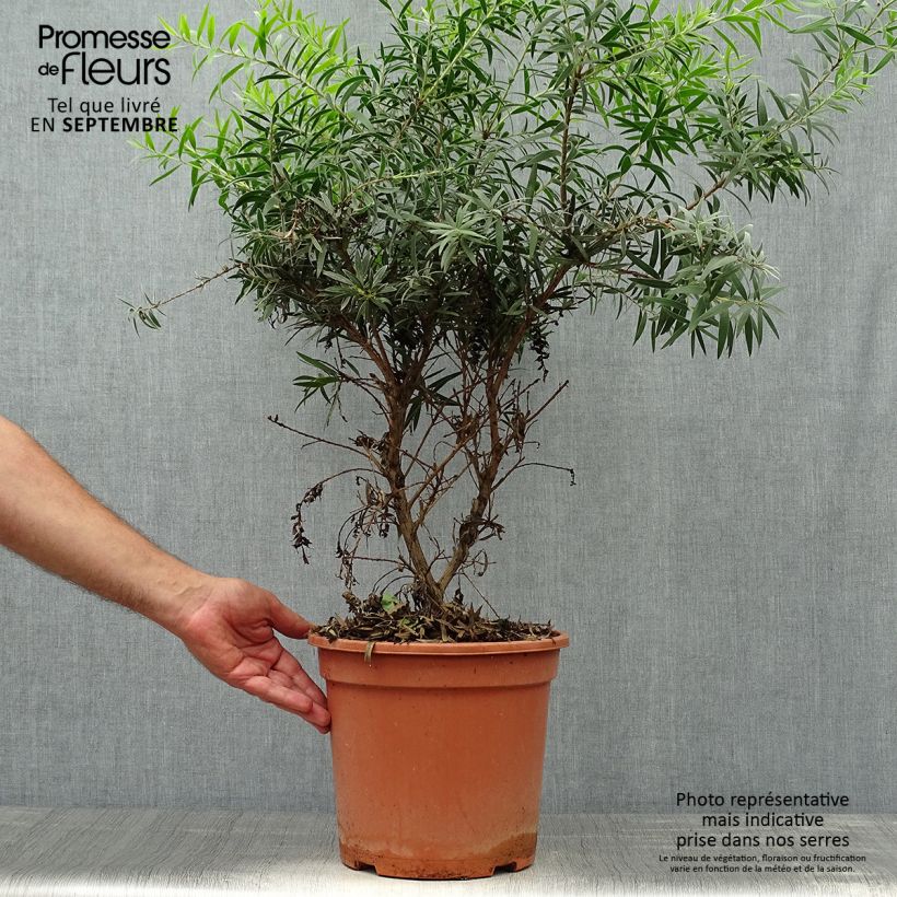 Esemplare di Callistemon masotti Mini Red - Pianta scovolino Vaso da 7,5L/10L come consegnato in autunno