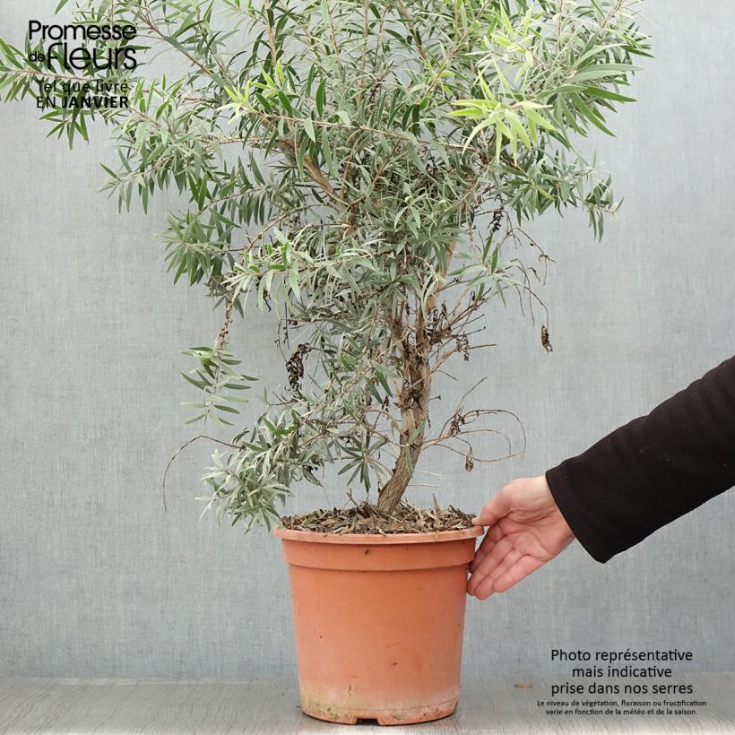 Callistemon masotti Mini Red - Pianta scovolino Vaso da 7,5L/10L esemplare consegnato in inverno