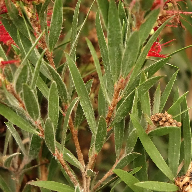 Callistemon masotti Mini Red - Pianta scovolino (Fogliame)