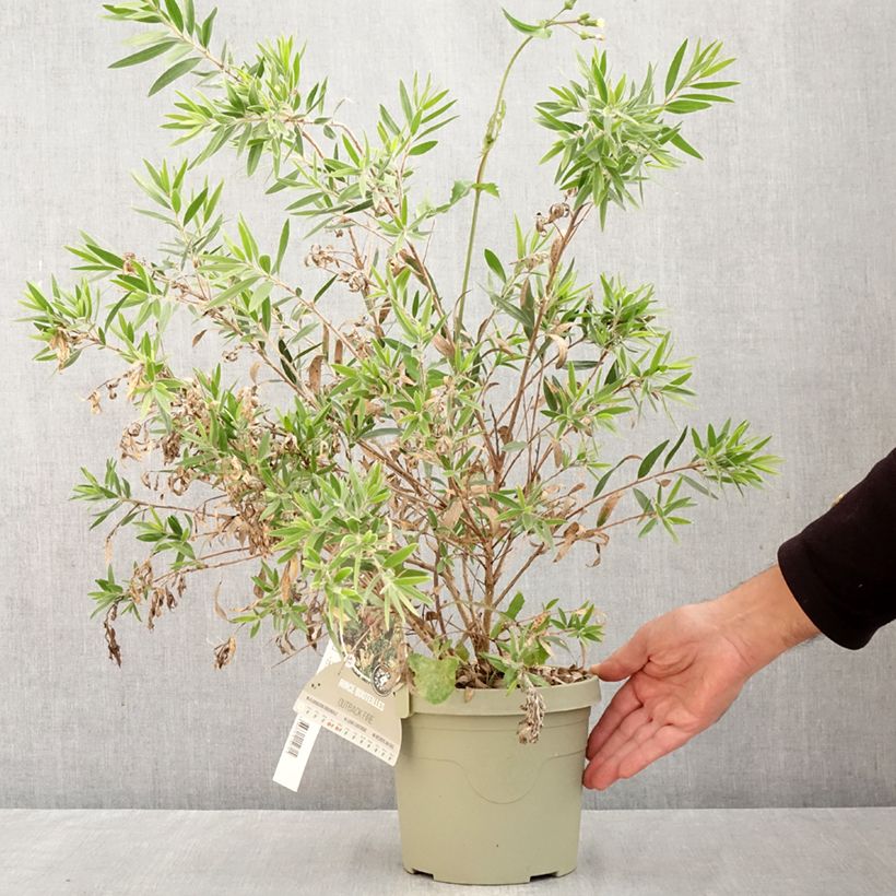 Esemplare di Callistemon Outback Fire - Pianta scovolino Vaso da 3L/4L come consegnato in autunno