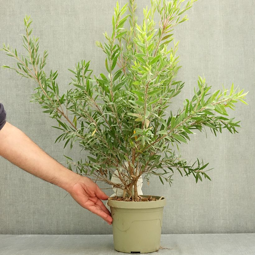 Esemplare di Callistemon Outback Fire - Pianta scovolino Vaso da 3L/4L consegnato in estate