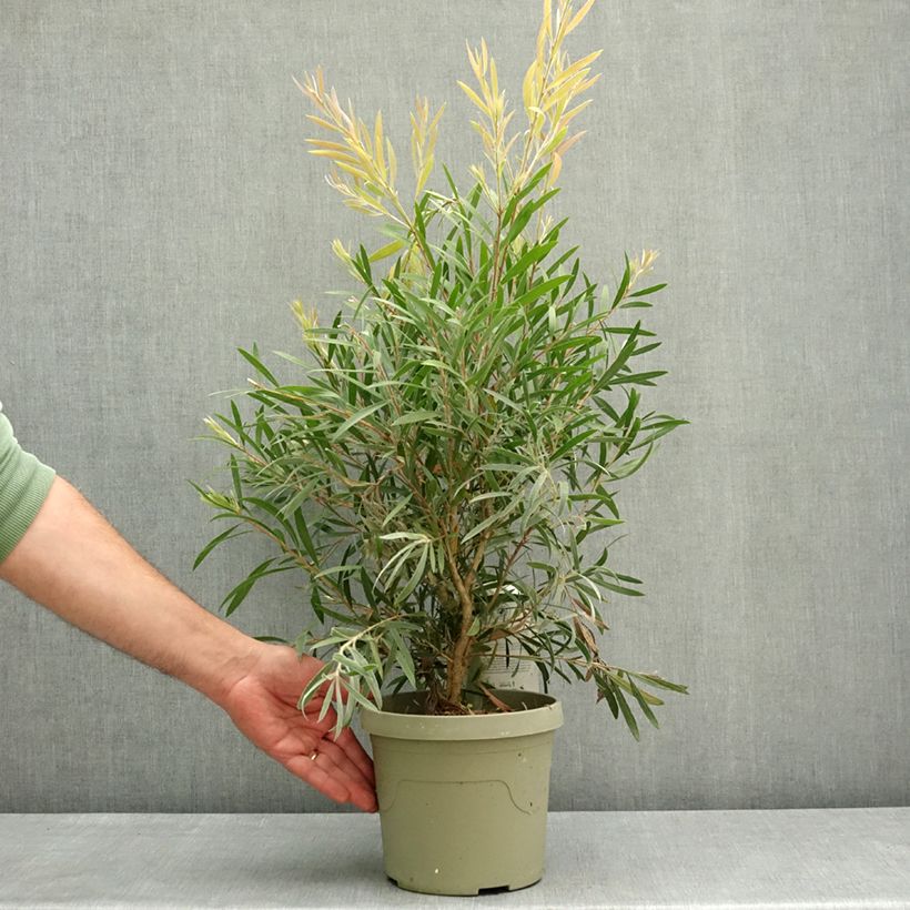 Callistemon viminalis Outback Flame - Pianta scovolino Vaso da 3L/4L esemplare consegnato in primavera