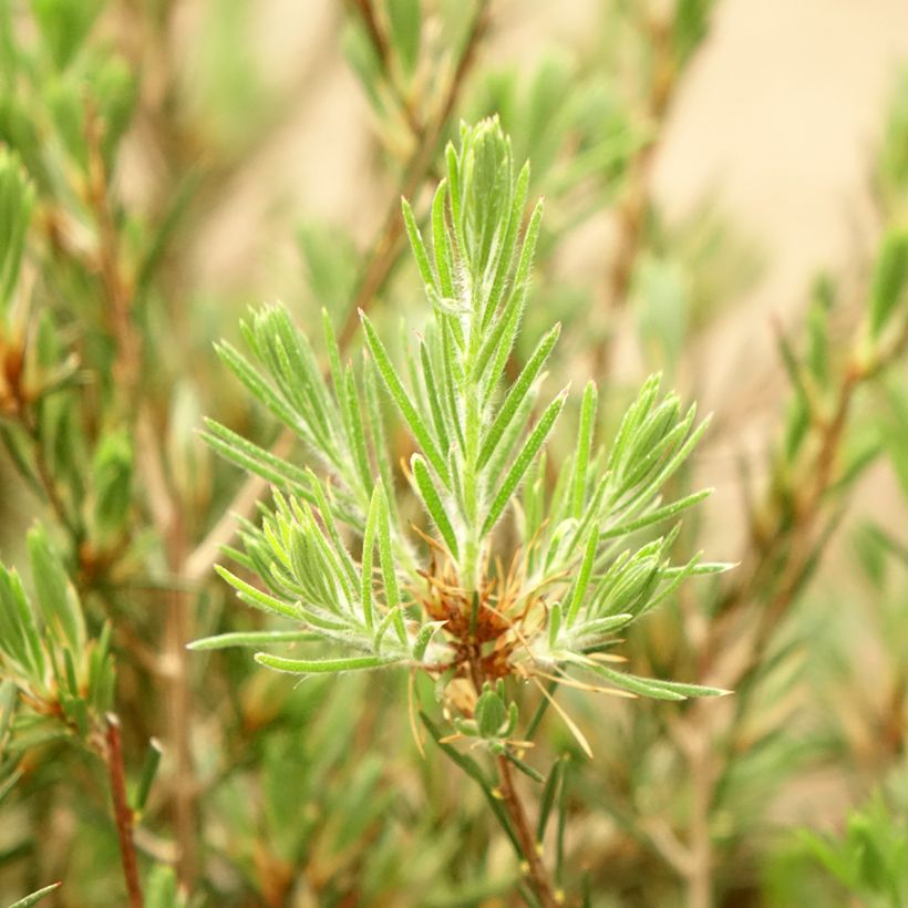 Callistemon pityoides Widdicomb Gem - Pianta scovolino (Fogliame)