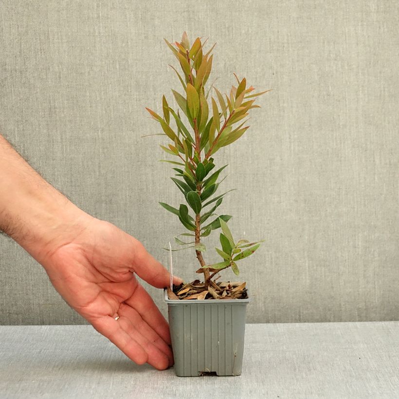 Esemplare di Callistemon citrinus Red rocket - Pianta scovolino Vasetto da 8/9 cm come consegnato in autunno