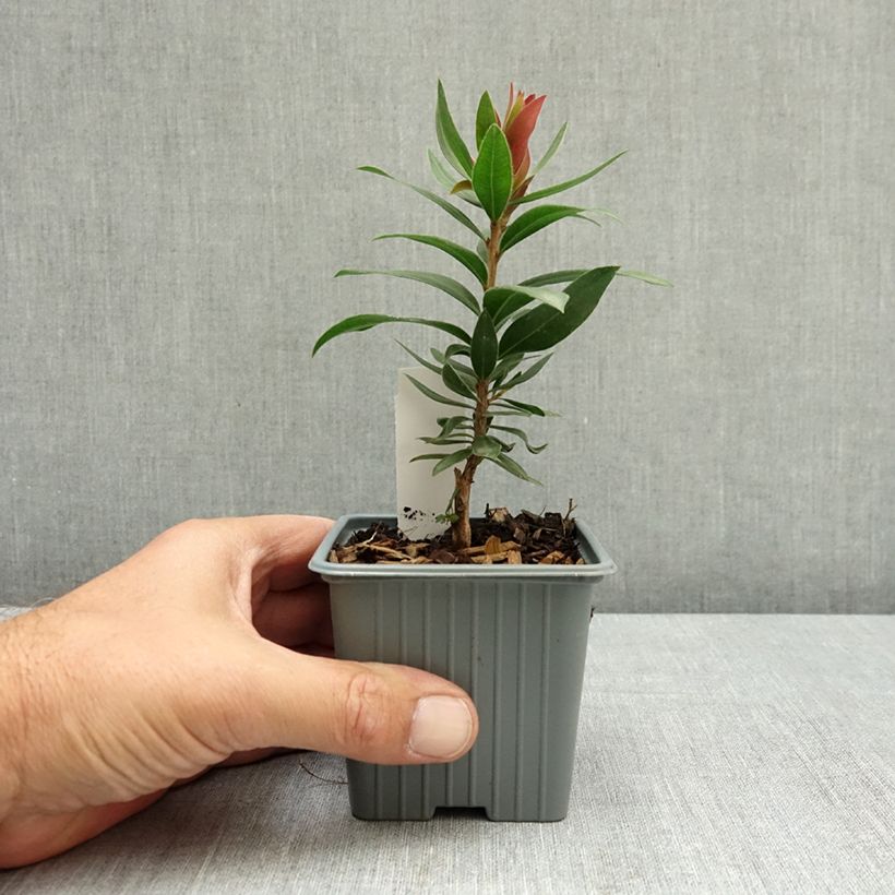 Esemplare di Callistemon citrinus Red rocket - Pianta scovolino Vasetto da 8/9 cm consegnato in estate