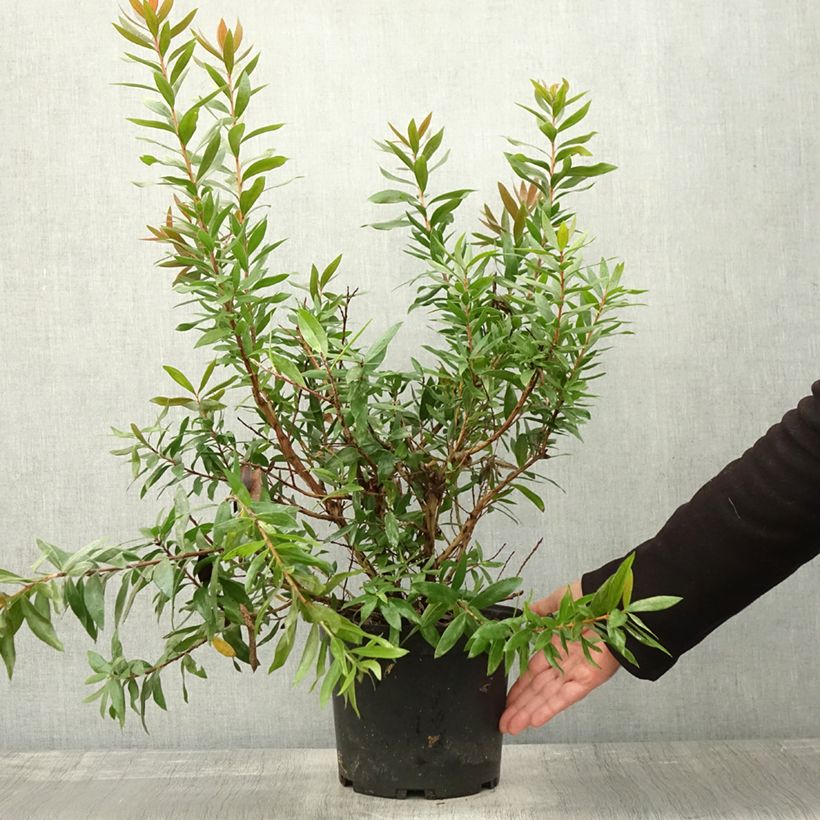Esemplare di Callistemon citrinus Red rocket - Pianta scovolino Vaso da 3L/4L come consegnato in autunno