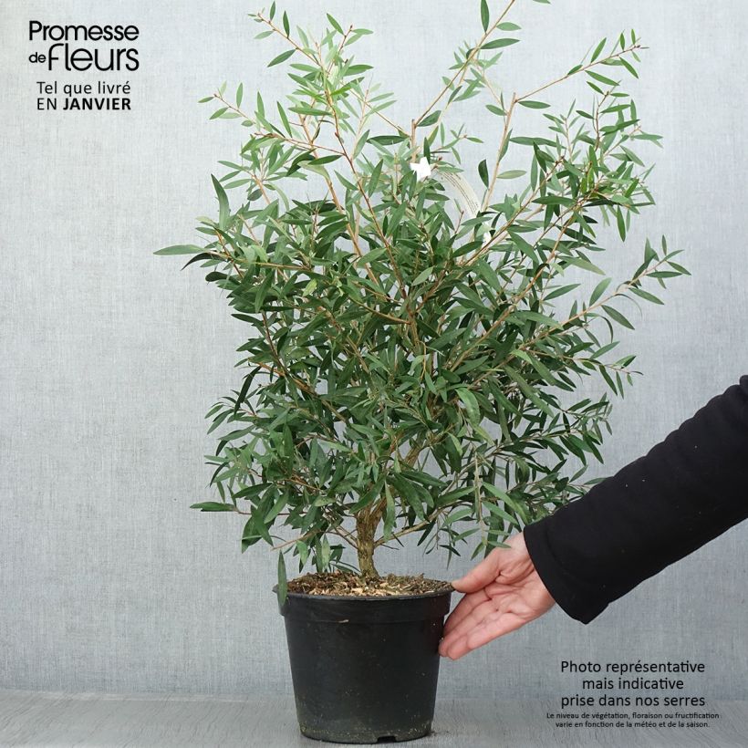 Callistemon citrinus Red rocket - Pianta scovolino Vaso da 3L/4L esemplare consegnato in inverno