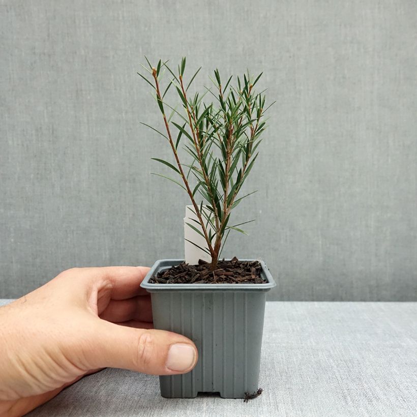 Esemplare di Callistemon rigidus - Pianta scovolino Vasetto da 8/9 cm come consegnato in autunno