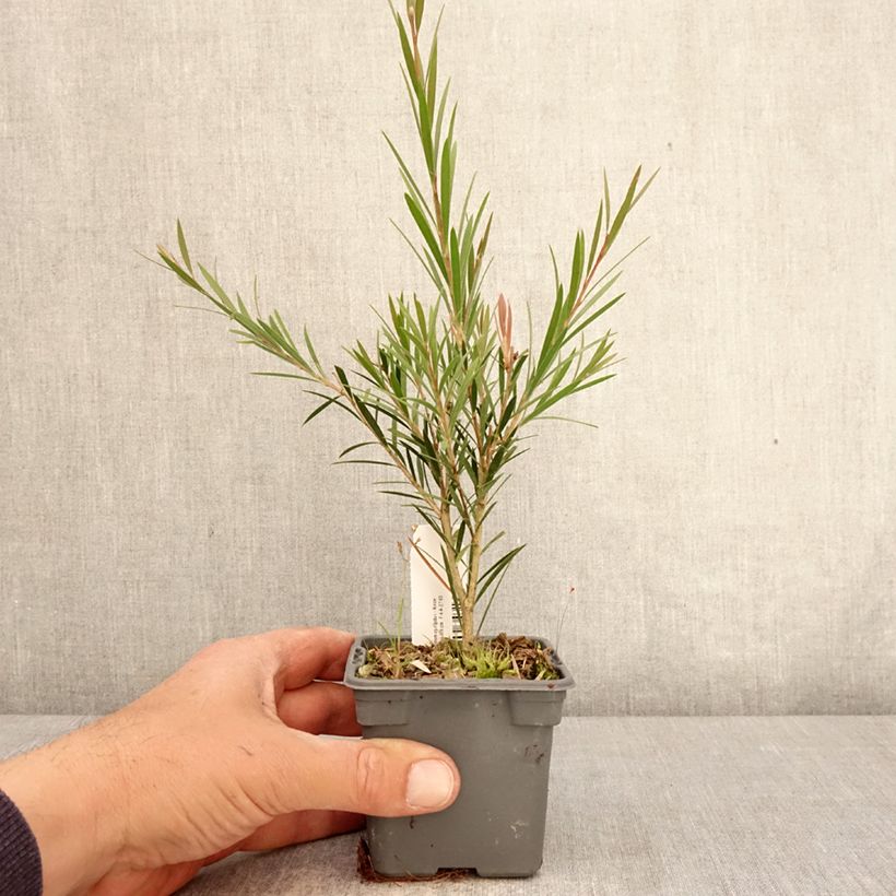 Callistemon rigidus - Pianta scovolino Vasetto da 8/9 cm esemplare consegnato in primavera