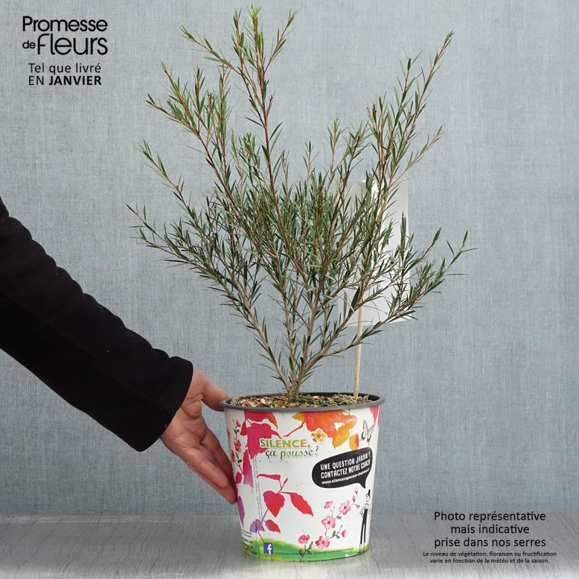 Callistemon rigidus - Pianta scovolino Vaso da 4L/5L esemplare consegnato in inverno