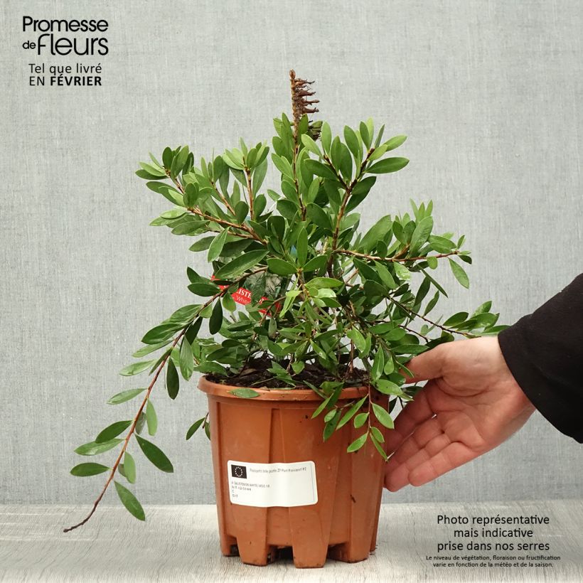 Callistemon salignus - Pianta scovolino Vaso da 2L/3L esemplare consegnato in inverno