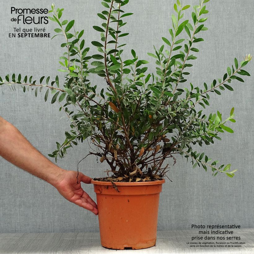 Esemplare di Callistemon viminalis Bright Pink - Pianta scovolino Vaso da 7,5L/10L come consegnato in autunno