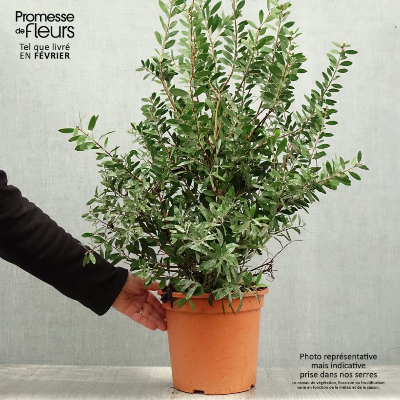 Callistemon viminalis Bright Pink - Pianta scovolino Vaso da 7,5L/10L esemplare consegnato in inverno