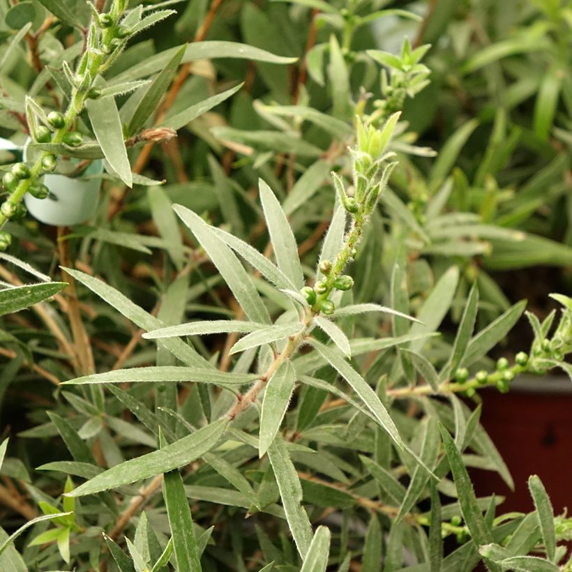 Callistemon viminalis Captain Cook - Pianta scovolino (Fogliame)
