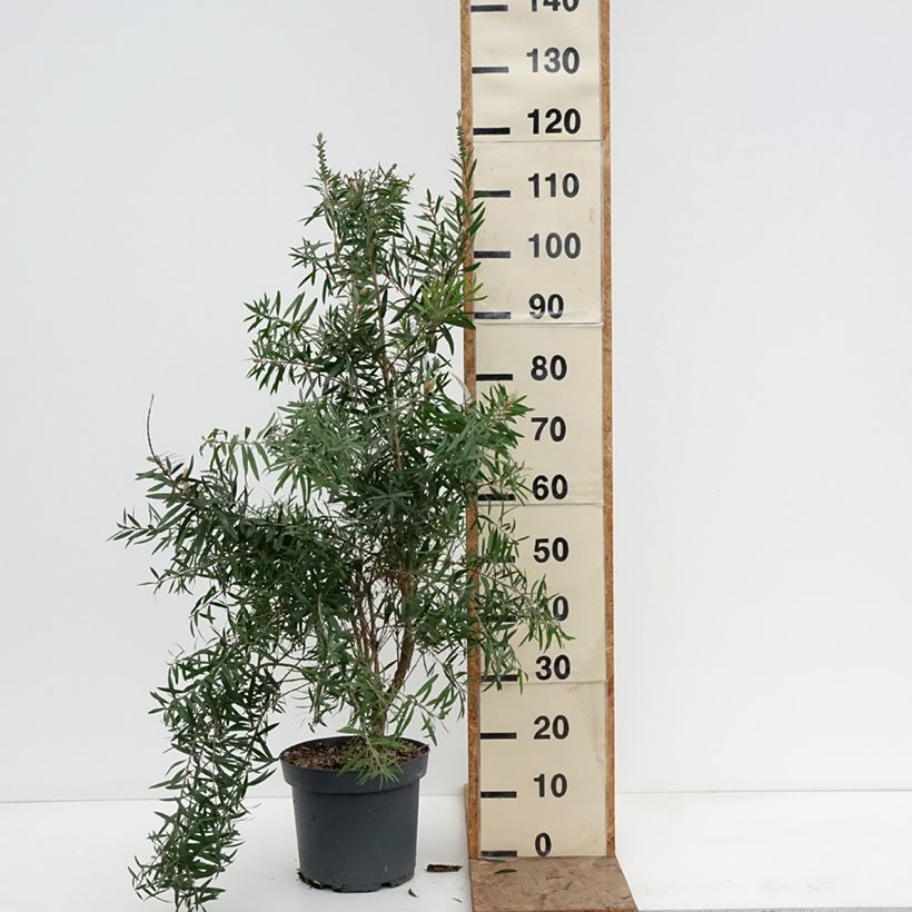 Callistemon viminalis Hannah Ray - Pianta scovolino Vaso da 7,5L/10L esemplare consegnato in inverno